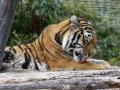 ZOO-Viden 24 srpen 2014 058.JPG